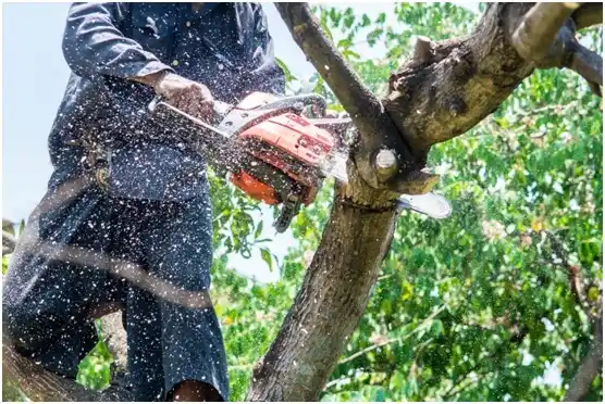 tree services Mustang Ridge